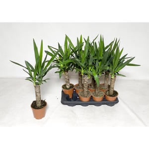YUCCA