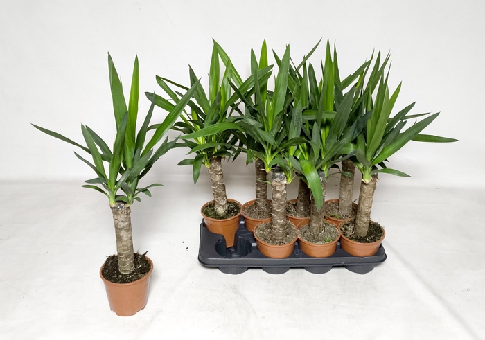 <h4>YUCCA</h4>