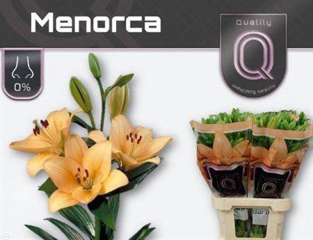 <h4>Li La Menorca</h4>