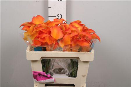 <h4>Zant Capt Serengeti</h4>