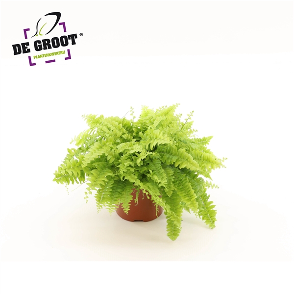 <h4>Nephrolepis exaltata 'Boston Blue Bell'</h4>