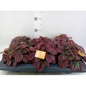 Peperomia