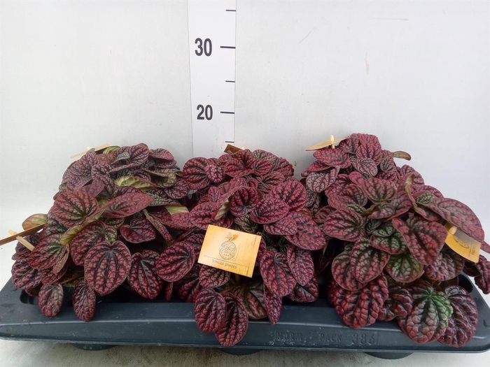 <h4>Peperomia</h4>