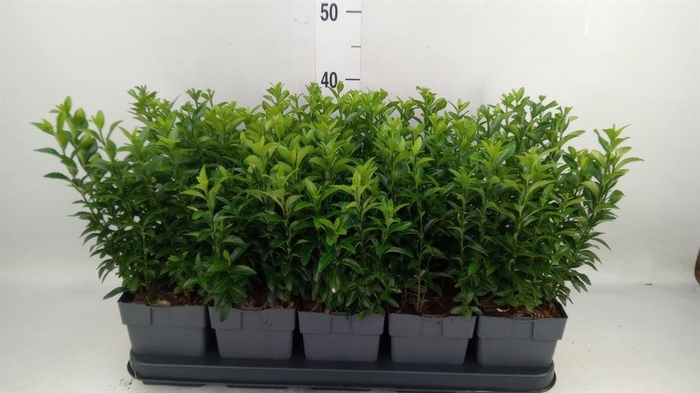 <h4>Euonymus japon. 'Green Spire'</h4>