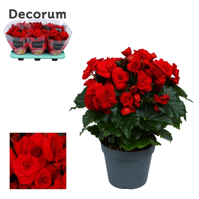 <h4>Begonia ''baladin'' rood Decorum</h4>