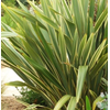 Phormium tenax