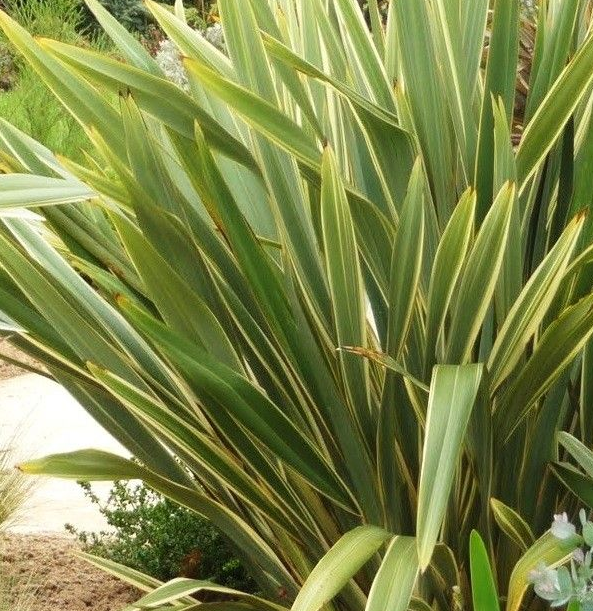 Phormium tenax
