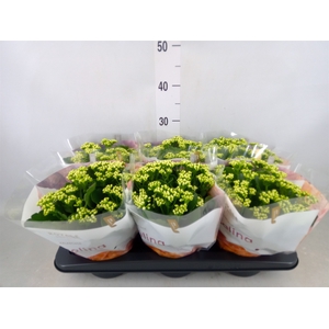 Kalanchoe blos. 'RosDon Dione'