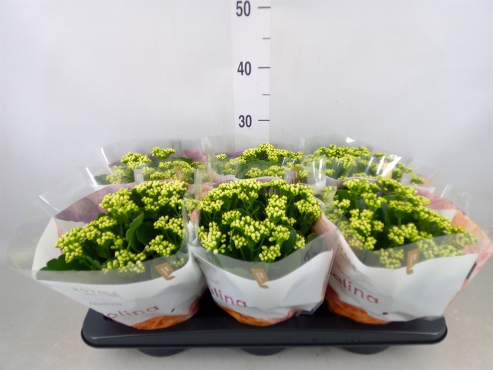 <h4>Kalanchoe blos. 'RosDon Dione'</h4>