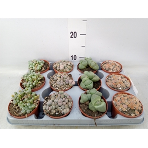 Lithops spp.