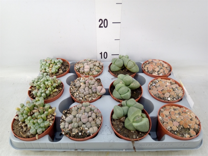 <h4>Lithops spp.</h4>
