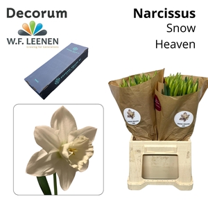 Narcissus Snow Heaven Small Box 100