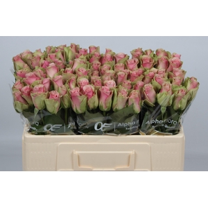 R GR BELLE ROSE