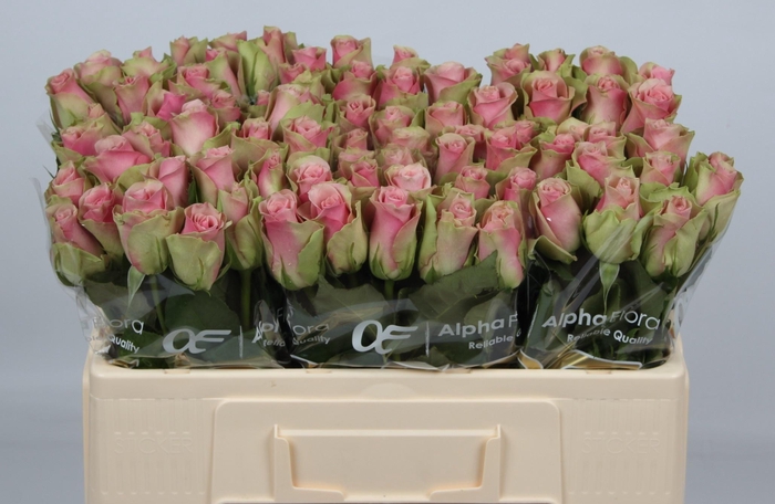 <h4>R GR BELLE ROSE</h4>