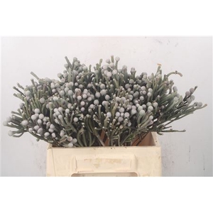 Kaaps Silver Brunia