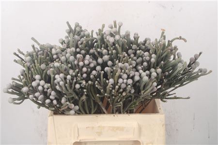 <h4>Kaaps Silver Brunia</h4>