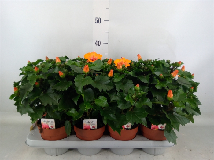 <h4>Hibiscus rosa-sin.   ...</h4>
