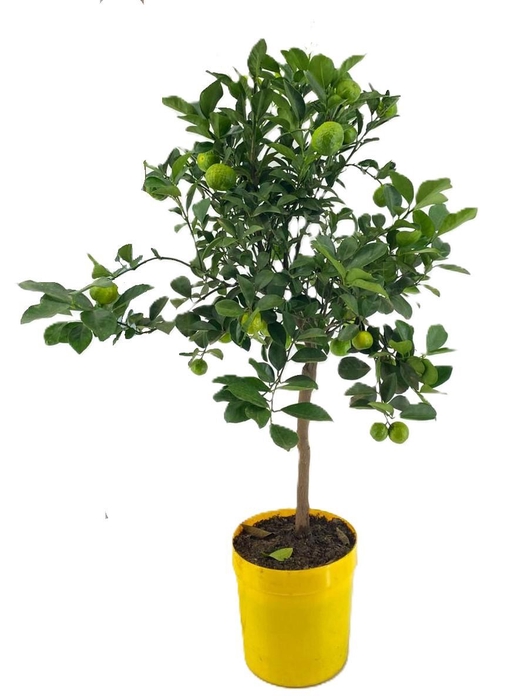 <h4>Citrus pursha</h4>