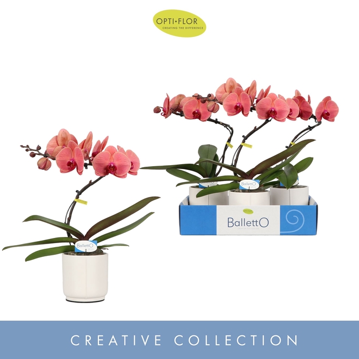<h4>Phalaenopsis overig oranje (meerder</h4>