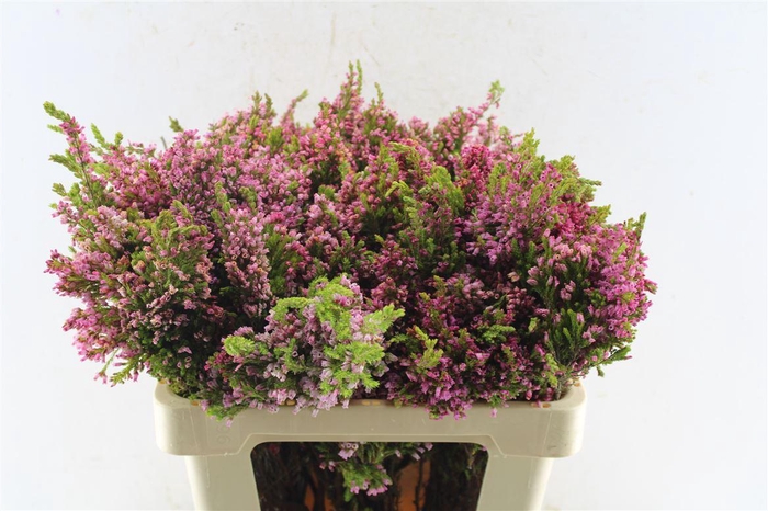 <h4>Kaaps Erica Baccans</h4>