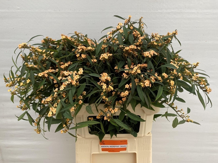 <h4>EUPH F T SALMONETTE</h4>