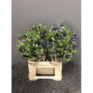 Anem Mistral Blue Ex