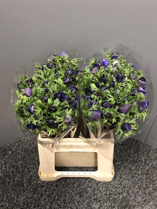 <h4>Anem Ex Blue</h4>