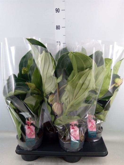 <h4>Medinilla magnifica</h4>