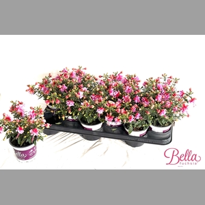 FUCHSIA B F BIANCA