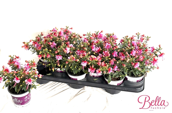 <h4>FUCHSIA B F BIANCA</h4>