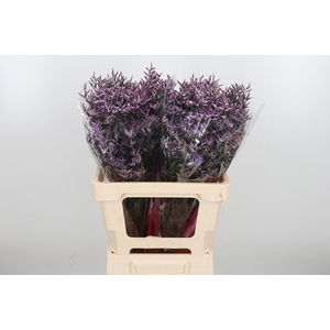 Lim Saf Lilac