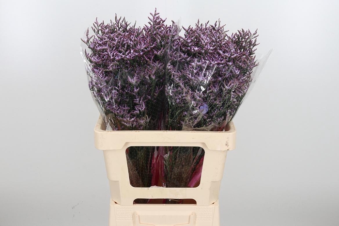<h4>Lim Saf Lilac</h4>