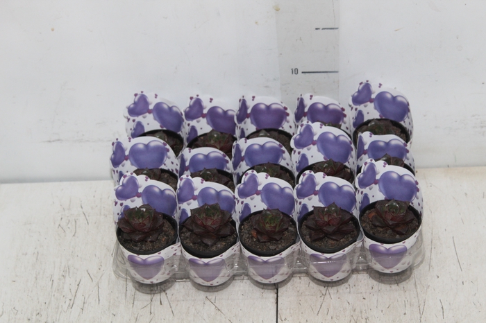 <h4>ECHEVERIA DIONYSOS P06</h4>