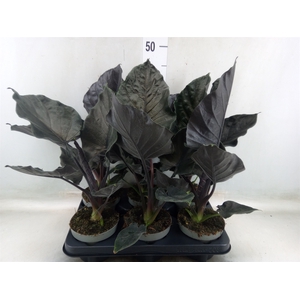 Alocasia   ...