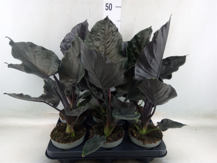 <h4>Alocasia   ...</h4>