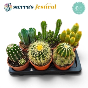 Festival® - Cactus Mix (Prime)