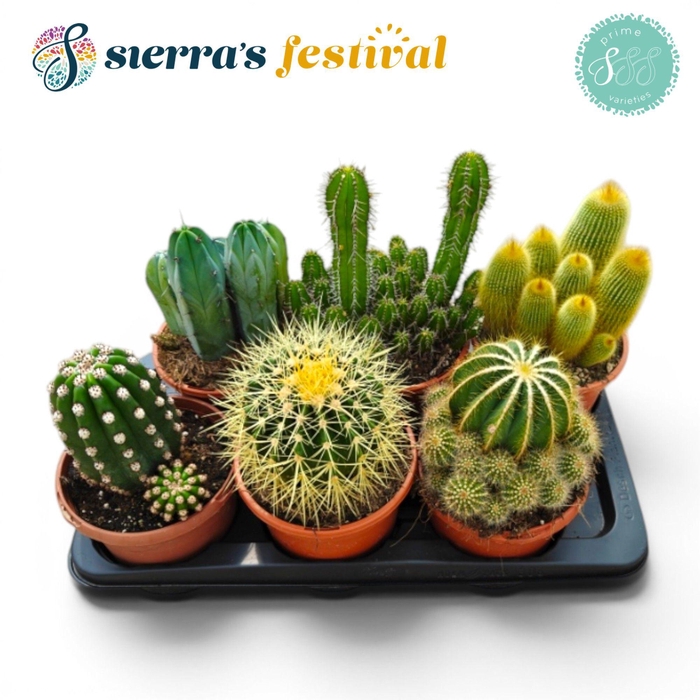 <h4>Festival® - Cactus Mix (Prime)</h4>