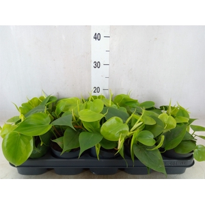 Philodendron scand.