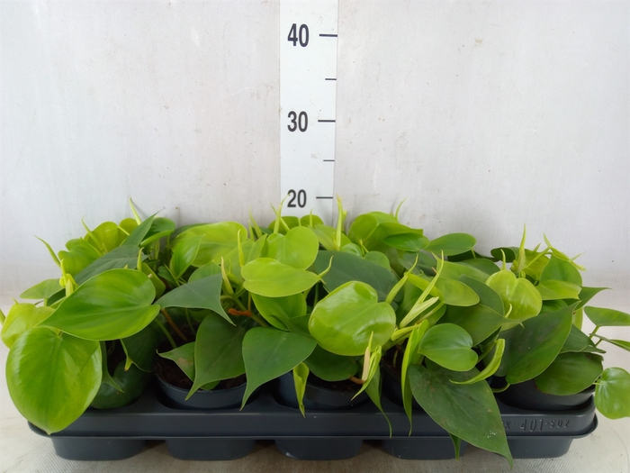<h4>Philodendron scand.</h4>