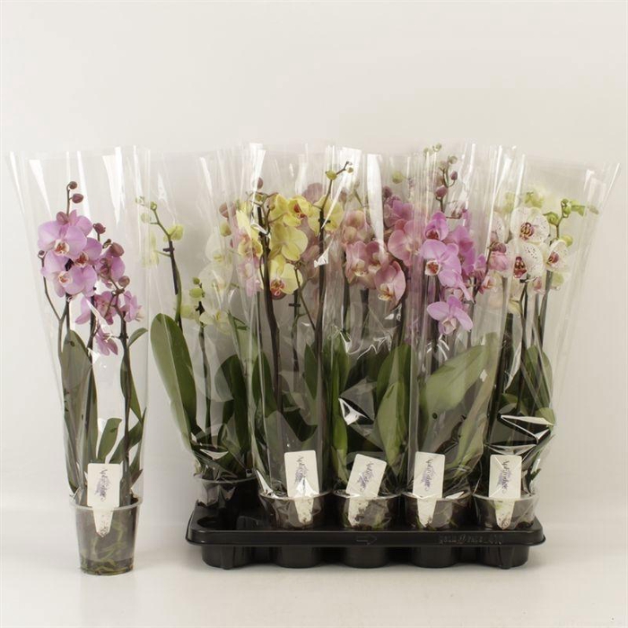 <h4>PHAL GEM 6 KL</h4>