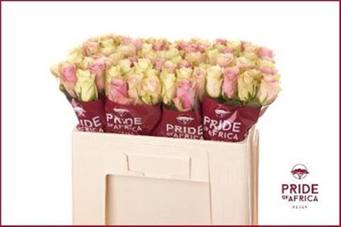 <h4>R Gr Gem In Bos</h4>