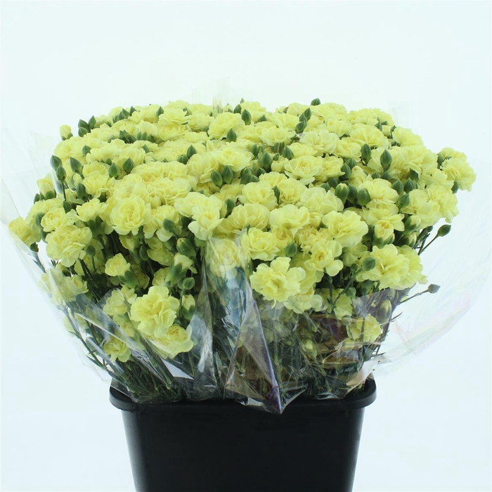 <h4>Di Tr Yellow Natila Extra</h4>