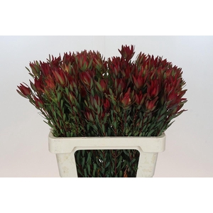 LEUCADENDRON SALIGNUM 'BLUSH'