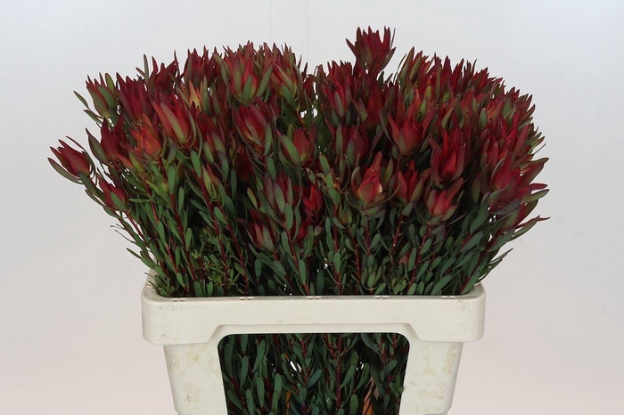 <h4>LEUCADENDRON SALIGNUM 'BLUSH'</h4>