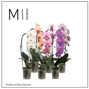 Phalaenopsis gemengd