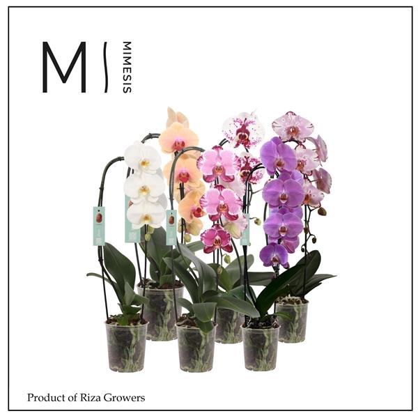 <h4>Phalaenopsis gemengd</h4>