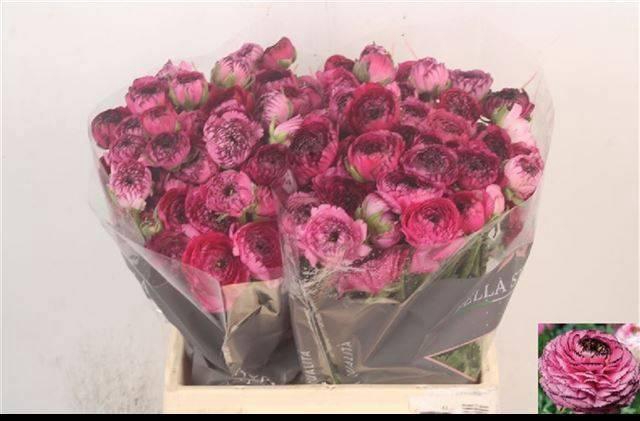 <h4>RAN EL PINK STRIPES</h4>