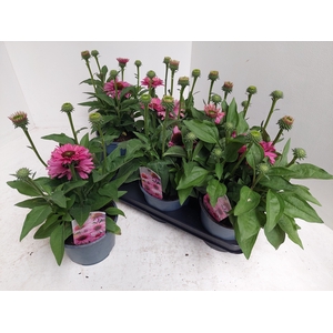 ECHINA SOMBRERO ROSE