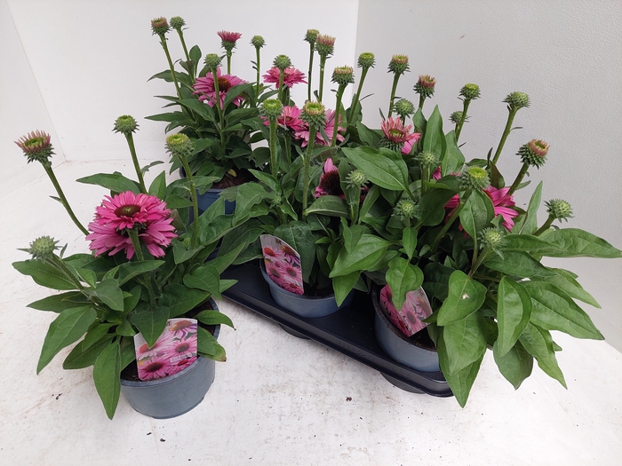 <h4>ECHINA SOMBRERO ROSE</h4>