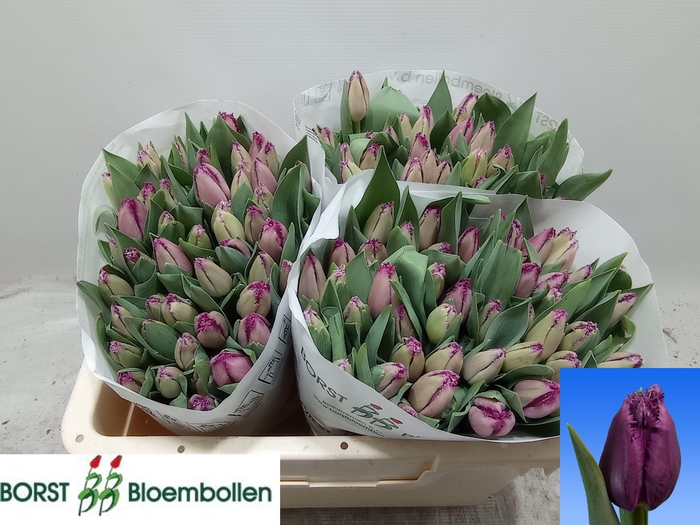 <h4>TU FR SAN CHRISTINA</h4>